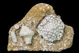 Fossil Crinoid (Physetocrinus & Uperocrinus) Plate - Missouri #156781-1